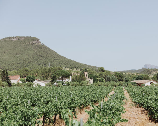 vinyes per a bodes: entorn únic per a celebracions a l’aire lliure